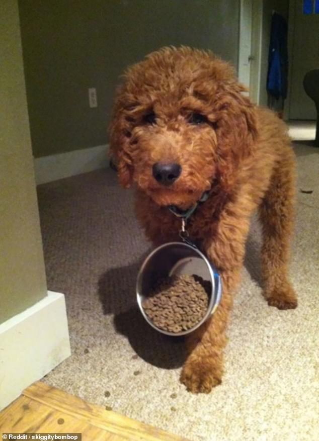 Redditor skiggitybombop said their dog sometimes gets his bowl caught on his collar and leaves a trail of food around the house. The photo was taken in an unknown location