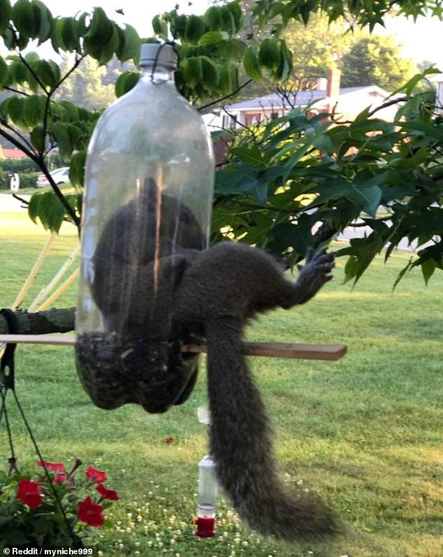 This cheeky squirrel, which was pictured in an unknown location, ended up stuck in a bird feeder. According to Redditor myniche999, it did eventually escape