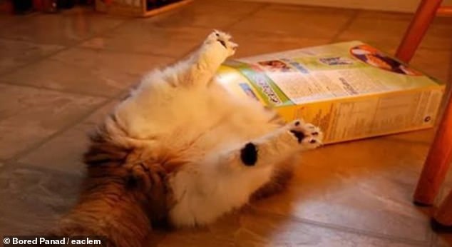 This cheeky cat, pictured in an unknown location, took the chance to venture inside a cereal box - but then got its head stuck