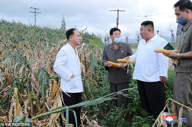 Alive and well: Kim Jong-un and his masked officials hold cobs of corn as they inspect a typhoon-damaged area in the coastal South Hwanghae province this week
