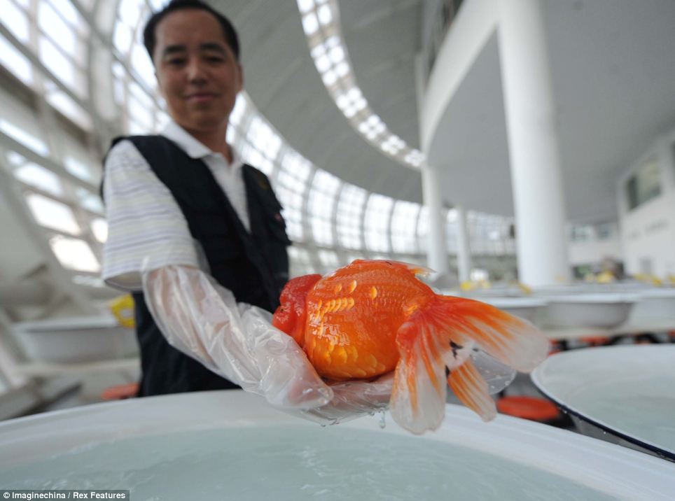 Superfish: A judge examines one of the flapping entrants in the International Goldfish Championships in Fuzhou yesterday