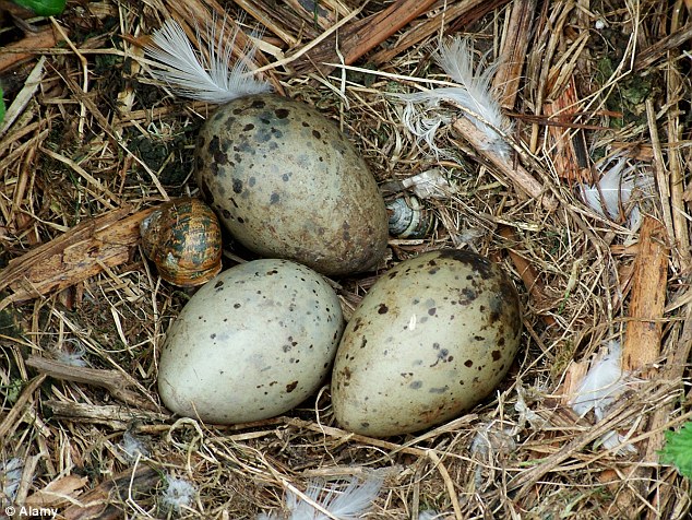 Gull eggs in their nest at Flatholm Island, Bristol Channel