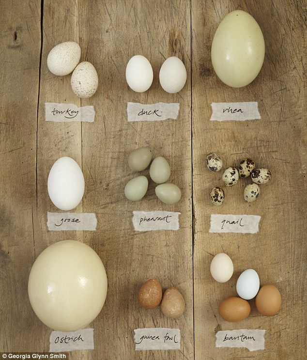 From turkey to bantam to ostrich or quail, the next time you feel like eggs why not try something different? 