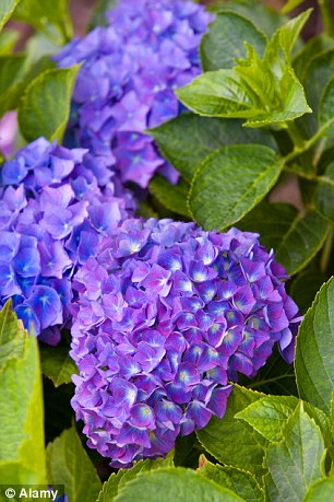 Reduce the pH levels of your soil by scattering used coffee grounds for bright blue hydrangeas 