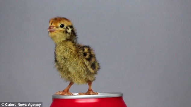 Celebrity: Alwyn has now set up a Youtube channel named A Chick Called Albert. The bird has already become a viral sensation in The Netherlands, with the adorable bird featuring on prime time TV
