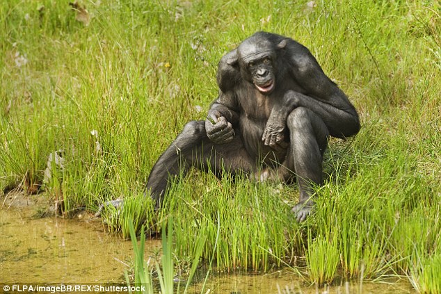One of the more striking features of the human penis, when compared with other primates, is its length. Relative to body size, the human penis dwarfs that of bonobos, common chimpanzees, gorilla and orangutan. And our erect stance and face-to-face social interactions make the penis a highly conspicuous feature