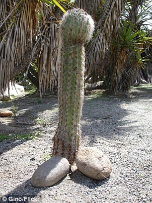 Some have even suggested that a large penis may be a signal of more general health and vigour, and that the evolutionary loss of the human baculum (penis bone) may make the penis an honest signal because size and arousal can