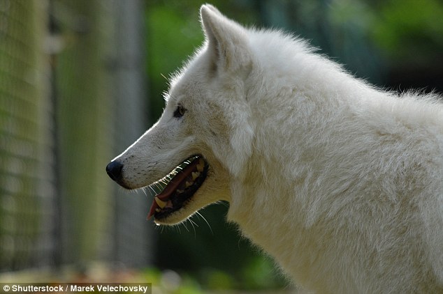 Modern dogs have evolved to digest starch far more efficiently that wolves (pictured), which are solely carnivores