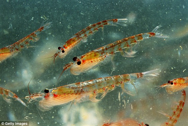 The upper parts of the water in the Arctic mainly contain krill (pictured) and copepods ¿ animals that benefit from nutrient-rich algae and bacteria from melt ponds