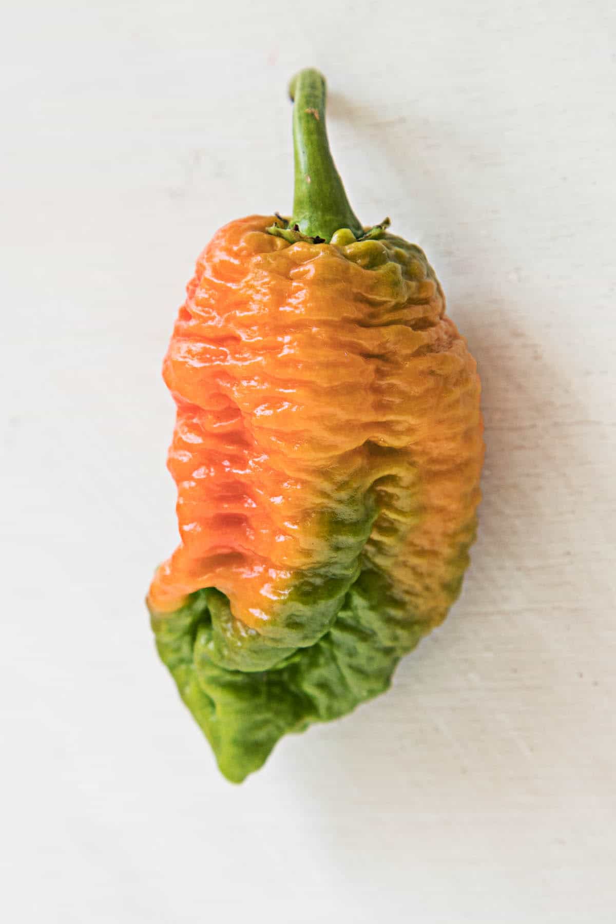 Brain Strain Chili Pepper - One of the Hottest Chili Peppers in the World