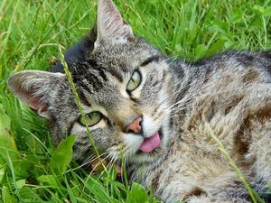 image of a kitty sticking her tongue out