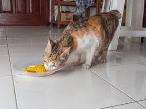 image of a feline eating corn from a plate