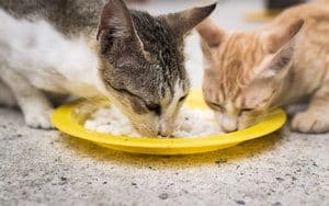 image of two felines eating white rice