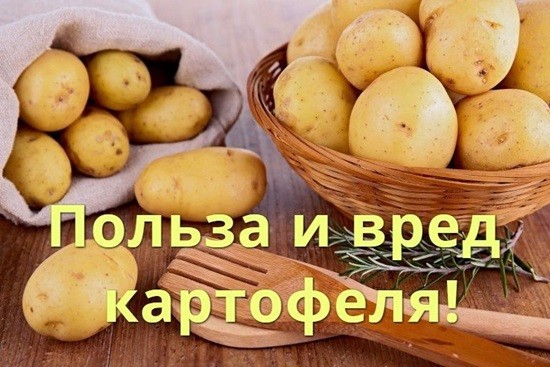 картофель польза и вред для организма человека