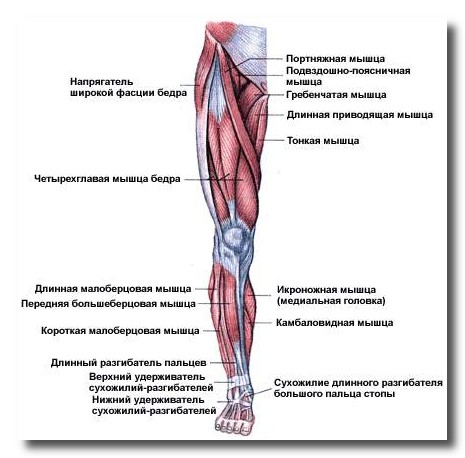 передняя поверхность бедра