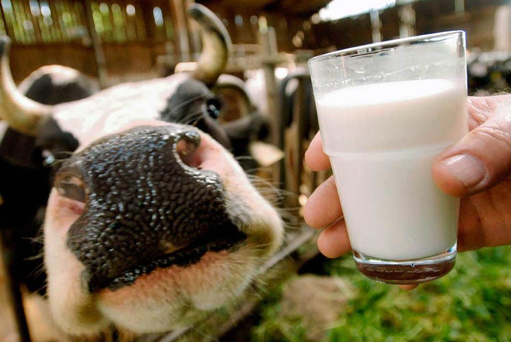 опасные продукты Молоко и молочные продукты