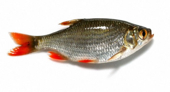 Польза речной рыбы для здоровья
