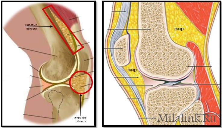 Почему появляется жир на коленях