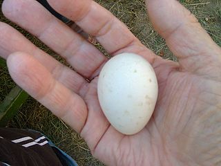 guinea fowl eggs