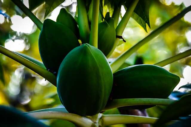 Green papaya benefits