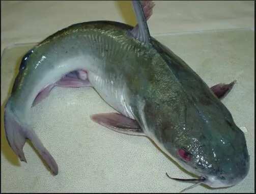 Shocking dangers of consuming catfish