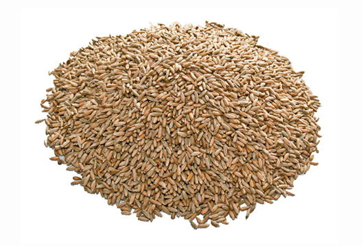 rye-grain