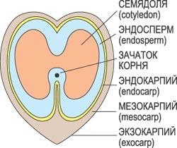 плод грецкого ореха внутри