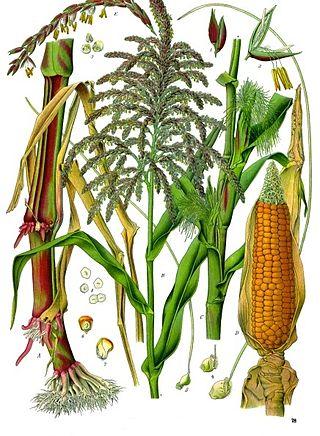 Кукуруза - обзор злака, польза и вред, свойства, сорта и применение