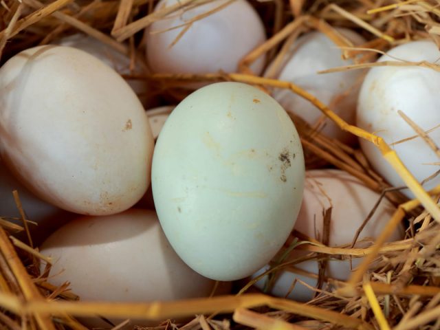Фото на тему «Почему нельзя есть гусиные яйца?»
