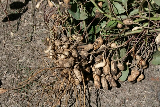 Земляной арахис: польза и вред ореха