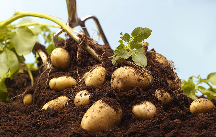 Как растет картофель
