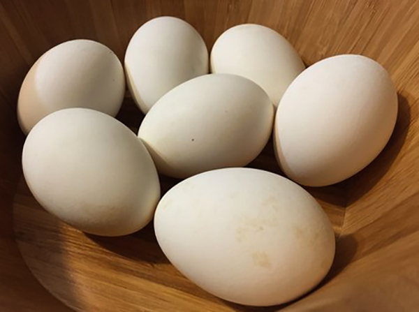 Свежие яйца гуся