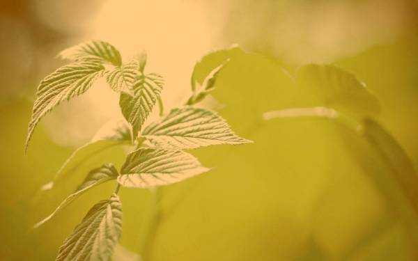 Листья малины: лечебные свойства и противопоказания