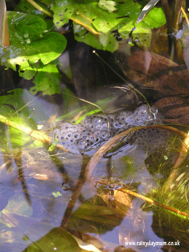 frogspawn in pond