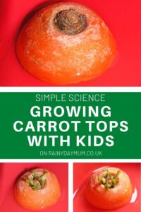 growing carrot tops with kids at home