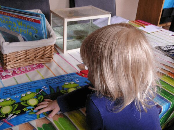 toddler reading a book about frogs in front of a tank holding tadpoles