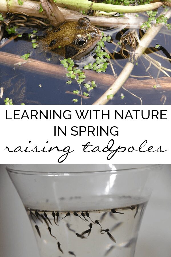 collage of frog and tadpoles with text reading Learning with Nature in Spring Raising tadpoles