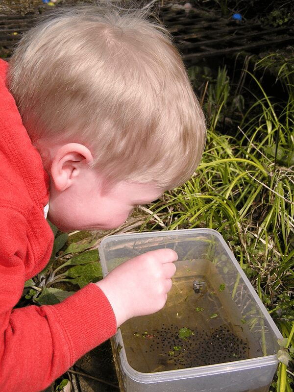 preschooler observing frog eggs in a plastic tub