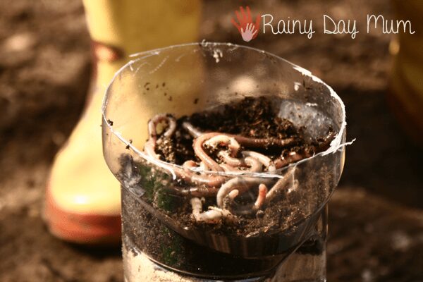 diy wormery from a plastic bottle