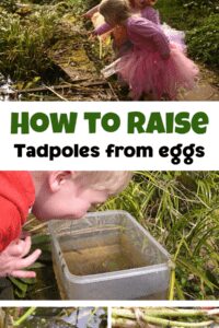 How to raise tadpoles from eggs