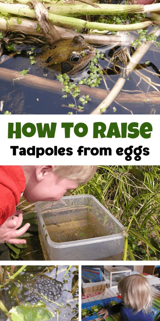 How to raise tadpoles from eggs