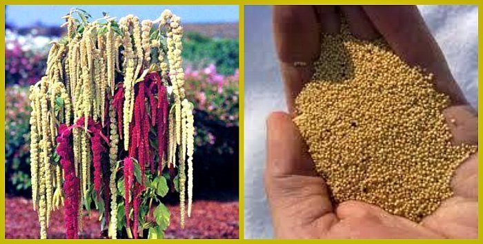 амарант и его семена - свойства и примение