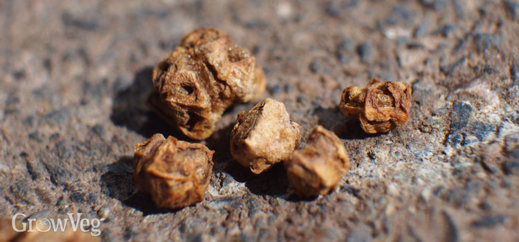 Beet seed capsules