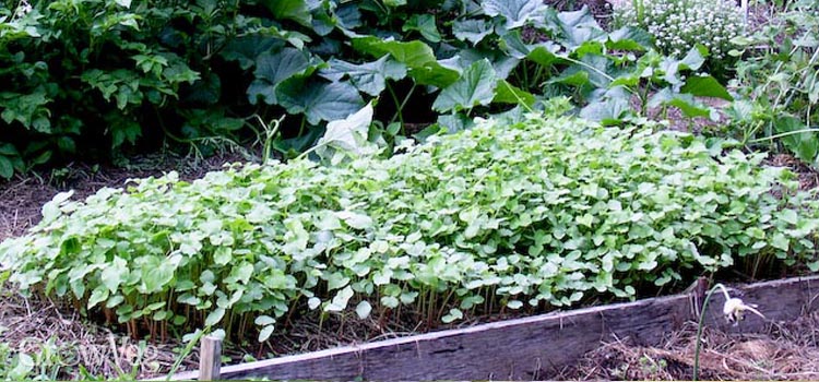 A bed of buckwheat grown to control weeds