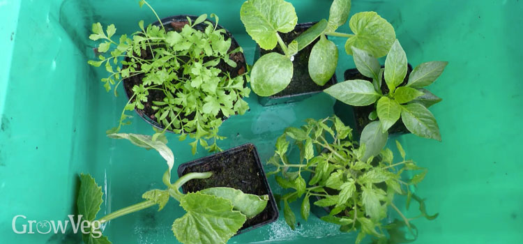 Sheltering seedlings in a bucket to aid hardening off