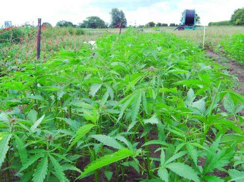 Oil composition boost makes hemp a cooking contender