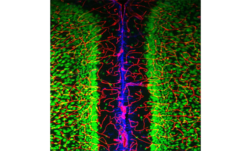 How do neurons and blood vessels “talk” to each other?