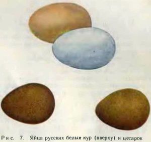 Яйца белых кур и цесарок