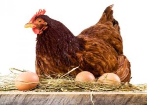 Когда лучше есть яйца. Какие яйца лучше при похудении: вареные, жареные или сырые? 01