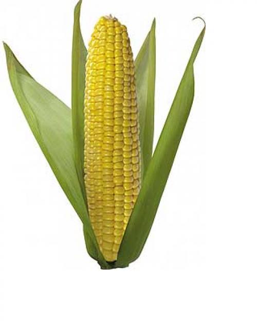Польза кукурузы вареной при похудении. Польза и противопоказания для похудения 01